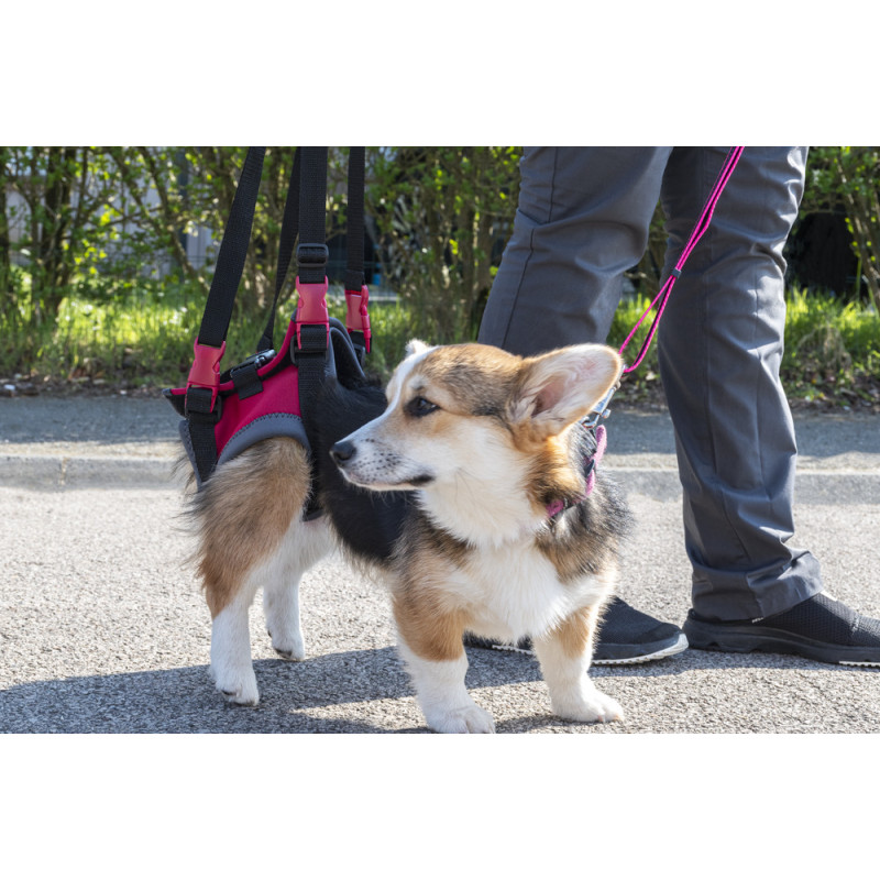 HANDY CANIS